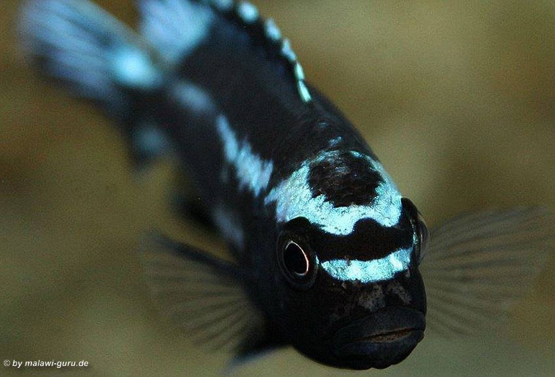 Pseudotropheus johannii 'Gome'